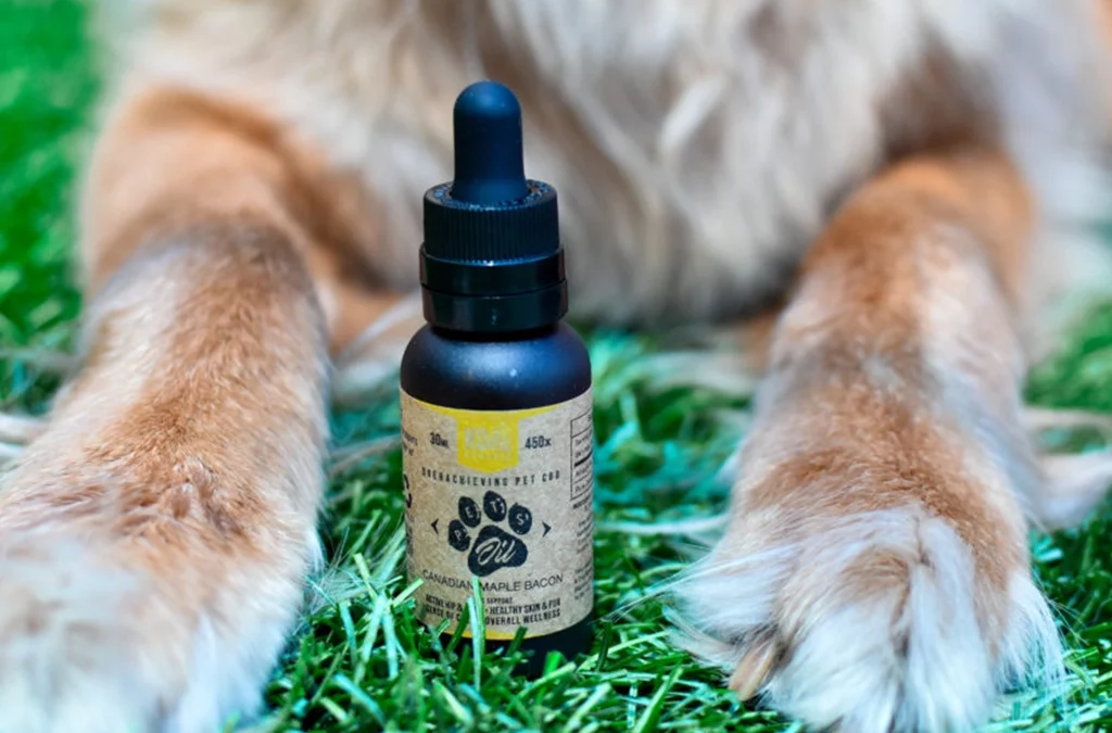 How Beneficial is CBD for Senior Dogs?