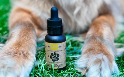 How Beneficial is CBD for Senior Dogs?
